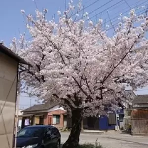 桜のサムネイル